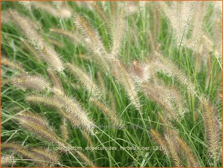 Pennisetum alopecuroides &#39;Herbstzauber&#39;