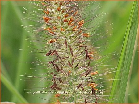 Pennisetum alopecuroides &#39;Herbstzauber&#39;