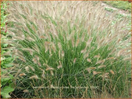 Pennisetum alopecuroides &#39;Herbstzauber&#39;