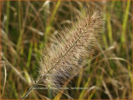 Pennisetum alopecuroides &#39;Herbstzauber&#39;