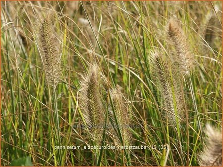 Pennisetum alopecuroides &#39;Herbstzauber&#39;