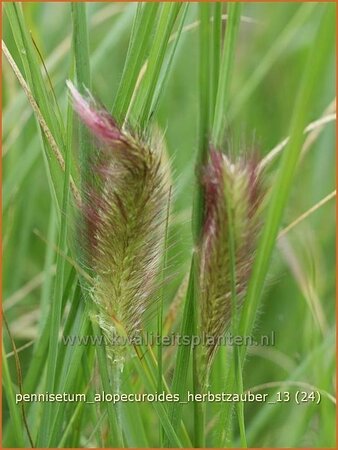 Pennisetum alopecuroides &#39;Herbstzauber&#39;