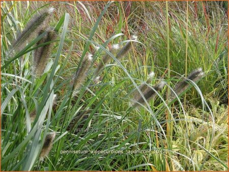 Pennisetum alopecuroides &#39;Japonicum&#39;