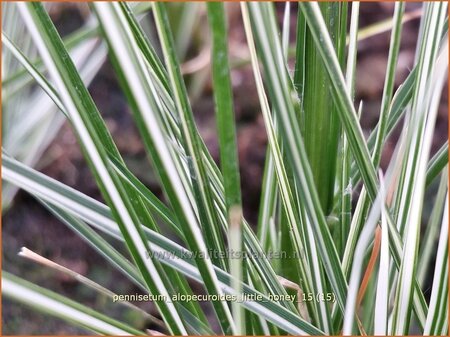 Pennisetum alopecuroides &#39;Little Honey&#39;