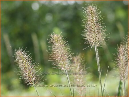 Pennisetum alopecuroides &#39;Little Honey&#39;