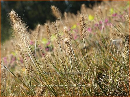 Pennisetum alopecuroides &#39;Little Honey&#39;