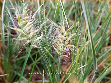Pennisetum alopecuroides &#39;Little Honey&#39;