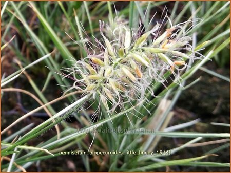 Pennisetum alopecuroides &#39;Little Honey&#39;