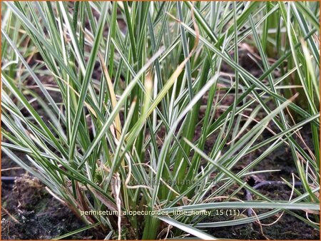 Pennisetum alopecuroides &#39;Little Honey&#39;