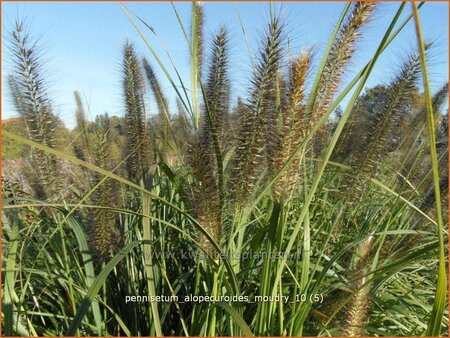 Pennisetum alopecuroides &#39;Moudry&#39;