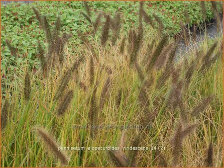 Pennisetum alopecuroides &#39;Viridescens&#39;