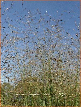 Panicum virgatum &#39;Strictum&#39;