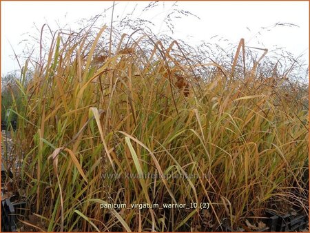 Panicum virgatum &#39;Warrior&#39;