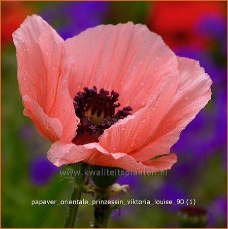 Papaver orientale &#39;Prinzessin Victoria Louise&#39;