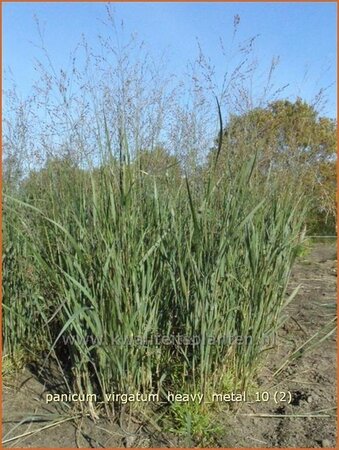 Panicum virgatum &#39;Heavy Metal&#39;