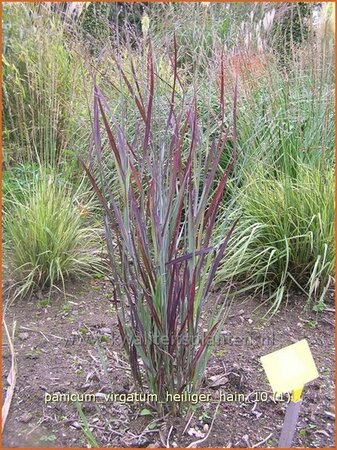 Panicum virgatum &#39;Heiliger Hain&#39;