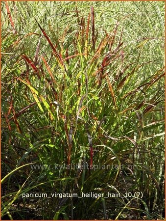 Panicum virgatum &#39;Heiliger Hain&#39;