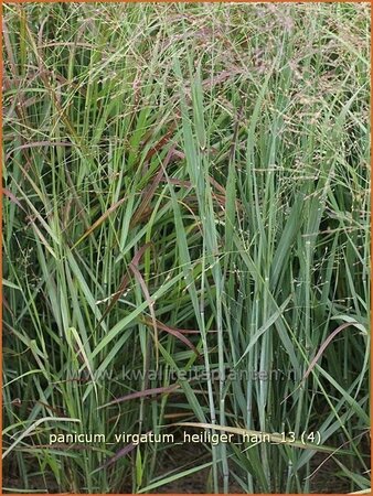 Panicum virgatum &#39;Heiliger Hain&#39;