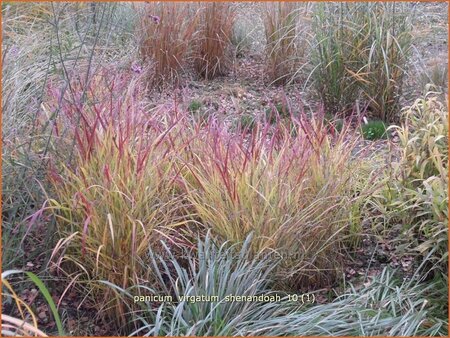 Panicum virgatum &#39;Shenandoah&#39;