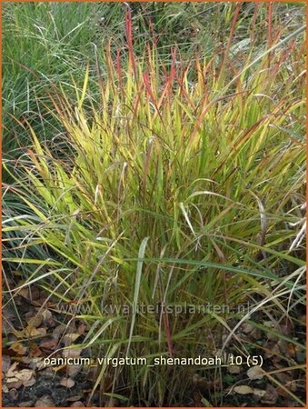 Panicum virgatum &#39;Shenandoah&#39;