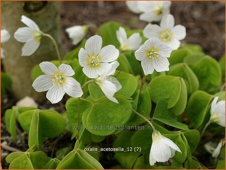 Oxalis acetosella