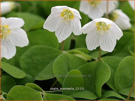 Oxalis acetosella