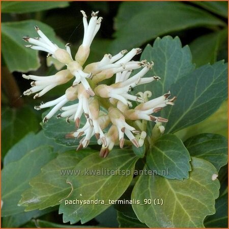 Pachysandra terminalis