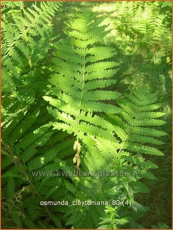 Osmunda claytoniana