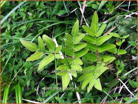 Osmunda japonica