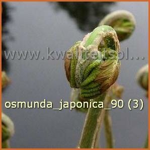 Osmunda japonica