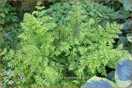 Osmunda regalis &#39;Purpurascens&#39;