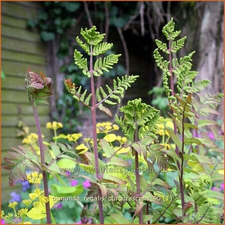 Osmunda regalis &#39;Purpurascens&#39;