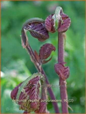 Osmunda regalis &#39;Purpurascens&#39;