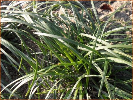 Ophiopogon japonicus &#39;Minor&#39;