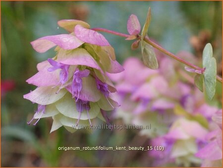 Origanum rotundifolium &#39;Kent Beauty&#39;