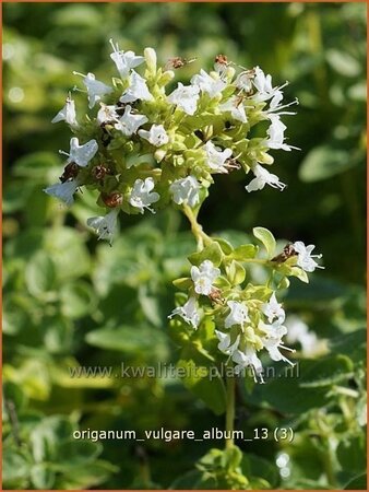 Origanum vulgare &#39;Album&#39;