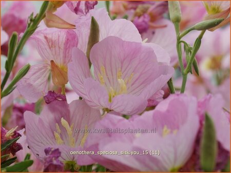 Oenothera speciosa &#39;Siskiyou&#39;