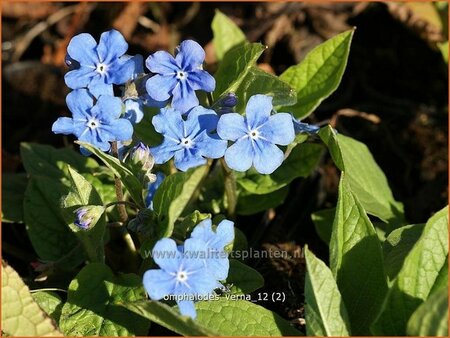 Omphalodes verna