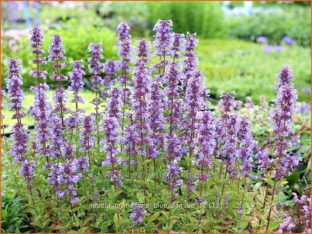 Nepeta grandiflora &#39;Blue Danube&#39;