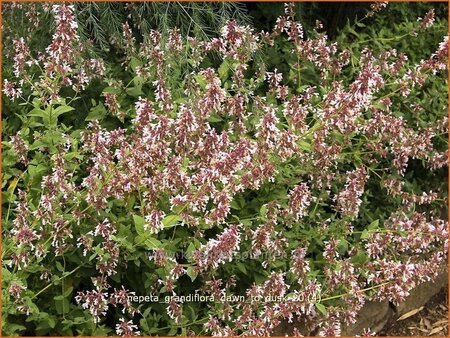 Nepeta grandiflora &#39;Dawn to Dusk&#39;