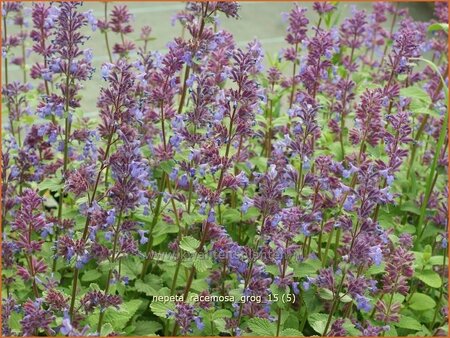 Nepeta racemosa &#39;Grog&#39;