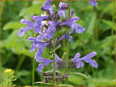 Nepeta sibirica