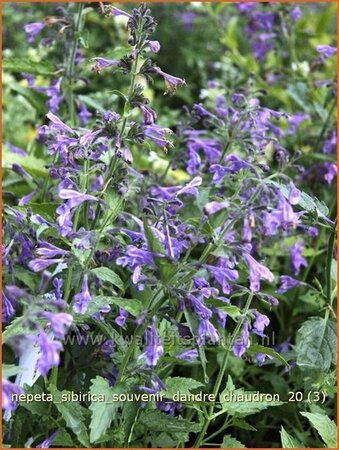 Nepeta sibirica &#39;Souvenir d&#39;Andre Chaudron&#39;