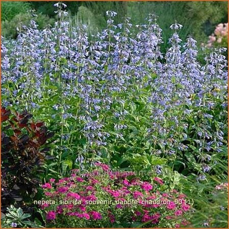Nepeta sibirica &#39;Souvenir d&#39;Andre Chaudron&#39;