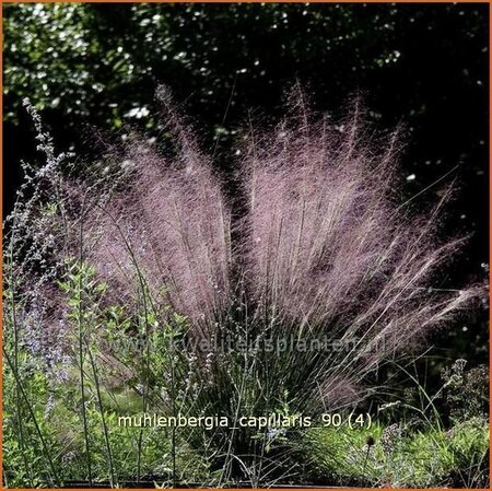 Muhlenbergia capillaris