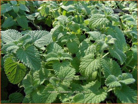 Nepeta faassenii &#39;Alba&#39;