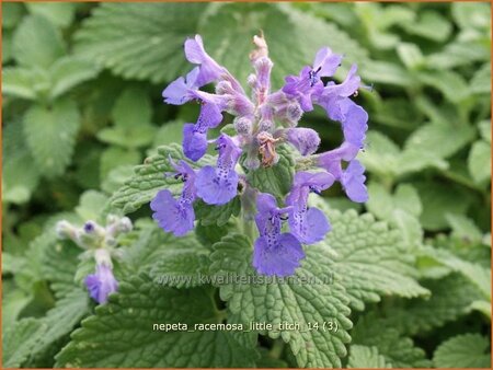 Nepeta racemosa &#39;Little Titch&#39;