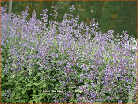 Nepeta faassenii &#39;Six Hills Giant&#39;