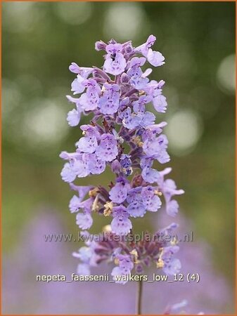 Nepeta faassenii &#39;Walker&#39;s Low&#39;