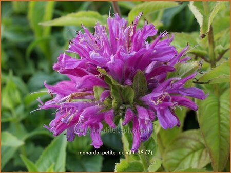 Monarda &#39;Petite Delight&#39;